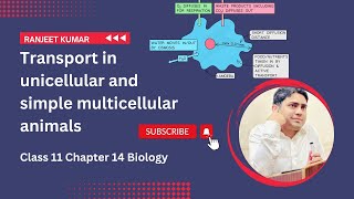 Transport in unicellular and simple multicellular animals Part 1 Class 11 Chapter 14 Biology [upl. by Rodie393]