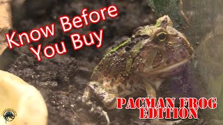 What You Need to Know Before You Buy a Pacman Frog 🐸 [upl. by Yazbak]