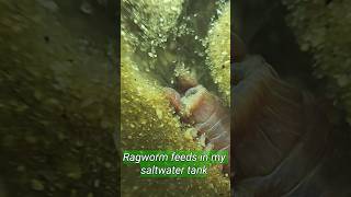 The ragworm feeding is like a nightmare up close – creepy and mesmerizing all at once creepy [upl. by Arikehs]