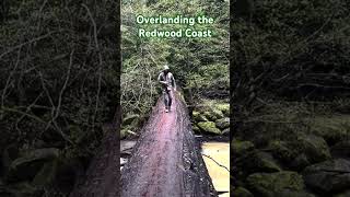 Redwood Coast Intro redwoods humboldtcounty overlanding vanlife roadtrip pnw [upl. by Plossl]