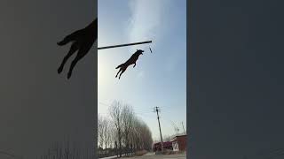 Belgian malinois jump training smartdogs [upl. by Einafpets]