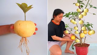 Growing Pear trees from Pear fruit for beginners [upl. by Acinor536]