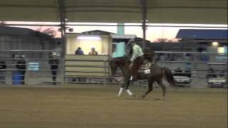 2013 Arabian Reining Finals  SH Zeenormous  Scottsdale Top Ten [upl. by Elttil]