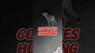 Coyotes Howling What Does It Mean [upl. by Rikki855]