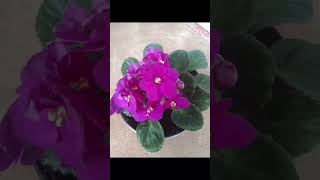 African violet floweringplants indoor flowering plant 🪴 💚💚💚 [upl. by Nohsed]