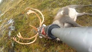 Reinsjakt reindeer hunting  Hardangervidda  Hansbu [upl. by Efal169]