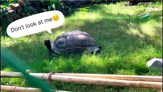 Tortoise’s are very Intelligent creatures  Worlds most papular Giant Tortoise 🐢 walking around [upl. by Oilcareh]