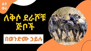 Sheger Liyu Were  ለቅሶ ደራሾቹ ጅቦች Wendimu Hailu በወንድሙ ኃይሉ [upl. by Grimonia]