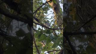 Blue jay Singing  Birds Illinois nature [upl. by Noyahs454]