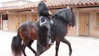 Tourist Riding Colombian Paso Fino Horses TvAgro por Juan Gonzalo Angel [upl. by Burgess]