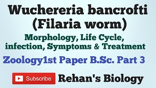 Wuchereria bancrofti Filaria Worm Filariasis Rehans Biology BScpart 3 Zoology1st [upl. by Idolem595]