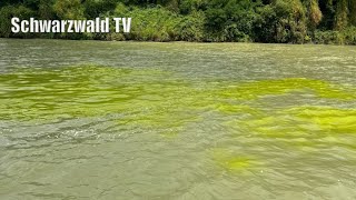 🚨🟡 ChemieUnternehmen äußert sich zur Gelbfärbung vom Rheinwasser bei GrenzachWyhlen 04082024 [upl. by Agace446]