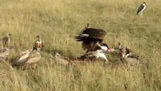 ハゲワシの攻防 Fighting Vultures  Masai Mara Kenya [upl. by Mcroberts]