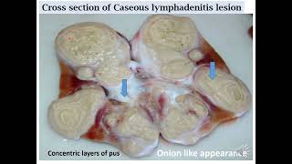 Caseous Lymphadenitis pathology pseudotuberculosis [upl. by Spatz]