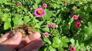 How to save Zinnia Seeds 💐 [upl. by Eiramesor]