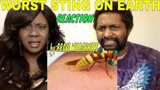 Brave Wilderness  Worst Sting on Earth REACTION [upl. by Sidman]