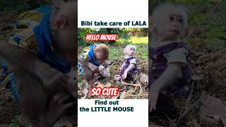 Monkey Bibi take Baby Lala go around in the garden and find out the little mouse shorts [upl. by Aerdied]