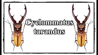 Cyclommatus tarandus  Präparation  Mounting [upl. by Anelah311]