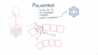 Polio Pathophysiology [upl. by Matelda]