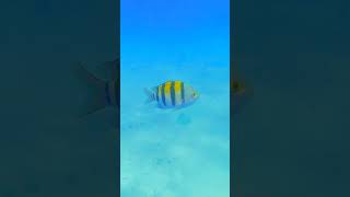 fypシ゚viral اكسبلور hurghadadiving facebook لايك diver تيكتوك diverlife فولو [upl. by Oranneg72]