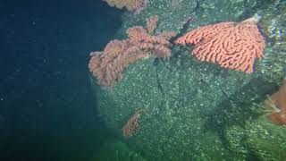 Gorgonian Corals Puget Sound King Crab and a GPO [upl. by Chun]