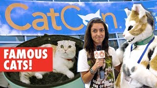 The Pet Collective Goes To CatCon [upl. by Nylyak]