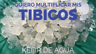 Cómo multiplicar mis TIBICOS KEFIR DE AGUA [upl. by Akisej]