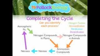 MrPollockBiology QampA 2 Nitrogen Cycle [upl. by Letrice60]