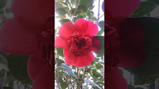 Camellia Japonica Professor Sargent Gardens and Palms [upl. by Adlig822]