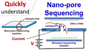 Nanopore sequencing [upl. by Sucramed]