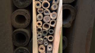 Red amp Black Mason Wasp Building Nest in Pollinator House Nature Pollinators [upl. by Trocki]