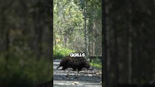 How Do Porcupines Defend Themselves How they use quills🦔 AnimalDefense PorcupineFacts Wildlife [upl. by Dulcy]