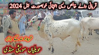 Pure Desi Bulls For Qurbani 2024 Latest Prices On Havelian Maweshi Mandi By My Life Channel [upl. by Ahsenra188]