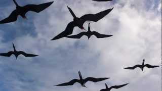 Magnificent Frigatebird Fregata magnificens [upl. by Moria]