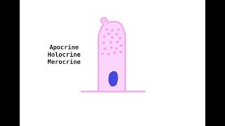 merocrine vs apocrine vs holocrine [upl. by Reimer264]