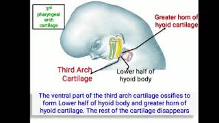 Development of Pharyngeal and aortic arches [upl. by Swec]