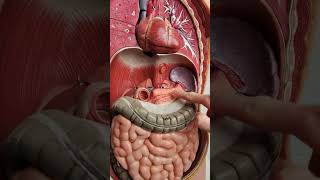 Where is the pancreas anatomy [upl. by Anitel]