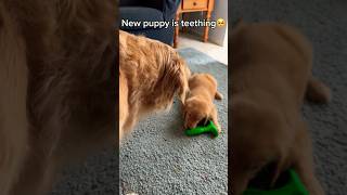 My puppy loves this teething toy [upl. by Annayak]