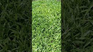 Broadleaf Carpet GrassAxonopus compressusEarthing Nature of GardenTurf FinderLawn Grass of India [upl. by Kast]