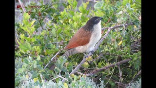 Burchells Coucal Call and Habits [upl. by Bearnard]