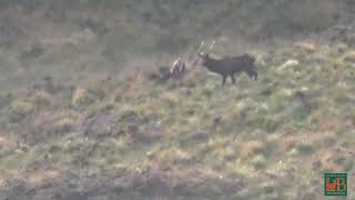 Caccia al Cervo  Cervi maschi escono dal bosco [upl. by Ecissej]