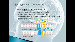 Chapter 12  Action Potential  Repolarization [upl. by Nylek270]