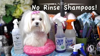 GROOMING Maltese No Rinse Shampoos for Quick Cleaning Pee Stains Paws amp Face Maltese Grooming [upl. by Curley]