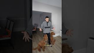 Walking the boys just got easier😮‍💨 rickseavlogs dog [upl. by Nareht]