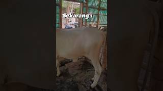 Sapi cepat gemuk baru 2 minggu beli pertumbuhannya sudah seperti ini [upl. by Rodama]