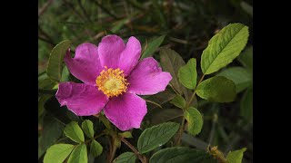 How to harvest and dry Rose Hips [upl. by Lugo]