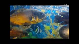 pirana fish occer fish video status please subscribe [upl. by Heathcote665]