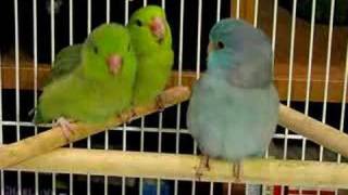 Baby Parrotlets Begging [upl. by Beisel]