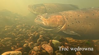 Ogromne trocie wędrowne Big sea trout [upl. by Sudbury548]