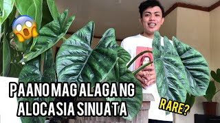 HOW I GROW MY ALOCASIA SINUATA  rare CARE TIPS AND INVESTMENT PAANO ALAGAAN ANG ALOCASIA TURTLE [upl. by Yenrab]